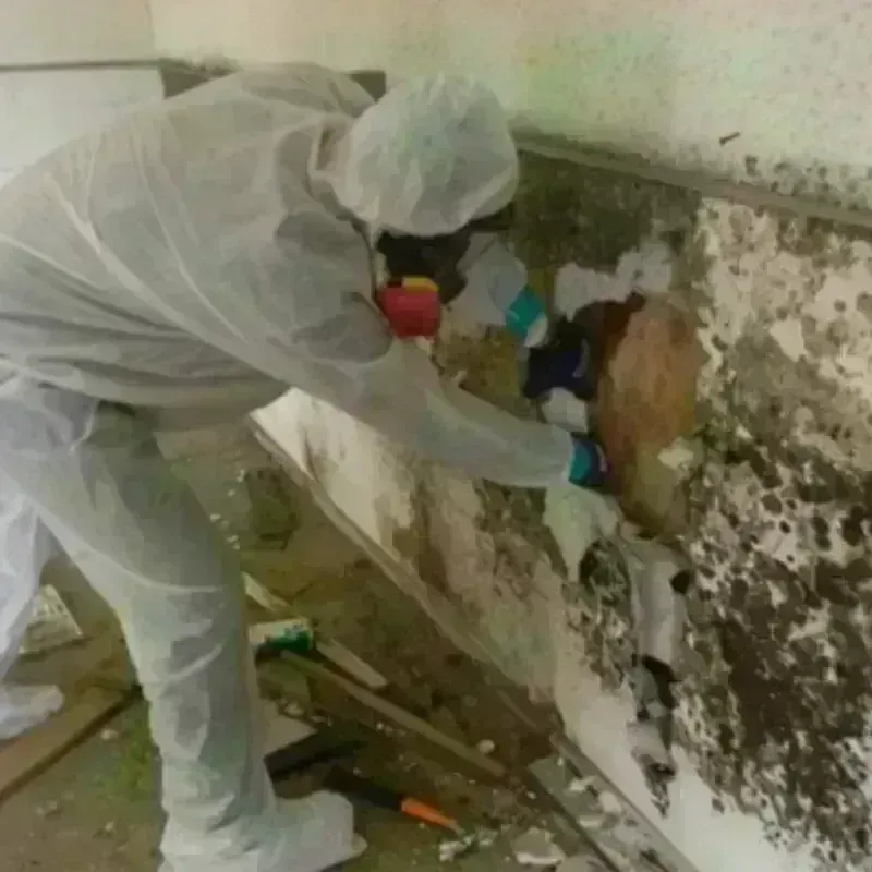 Mold Remediation and Removal in Catahoula Parish, LA